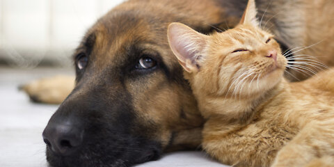Dogs and cats meeting [reaction]