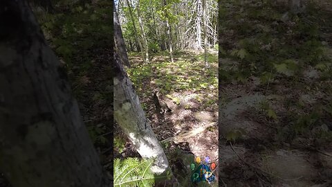 "Found" a lost cat in the woods. 🤣