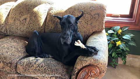 Dainty Great Dane Politely Enjoys Her Chew Bone