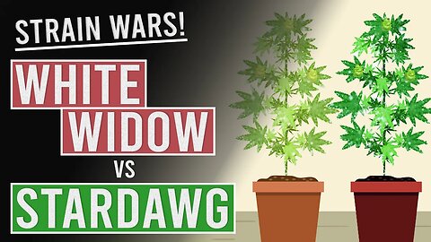 White Widow Vs Stardawg: Strain Wars!