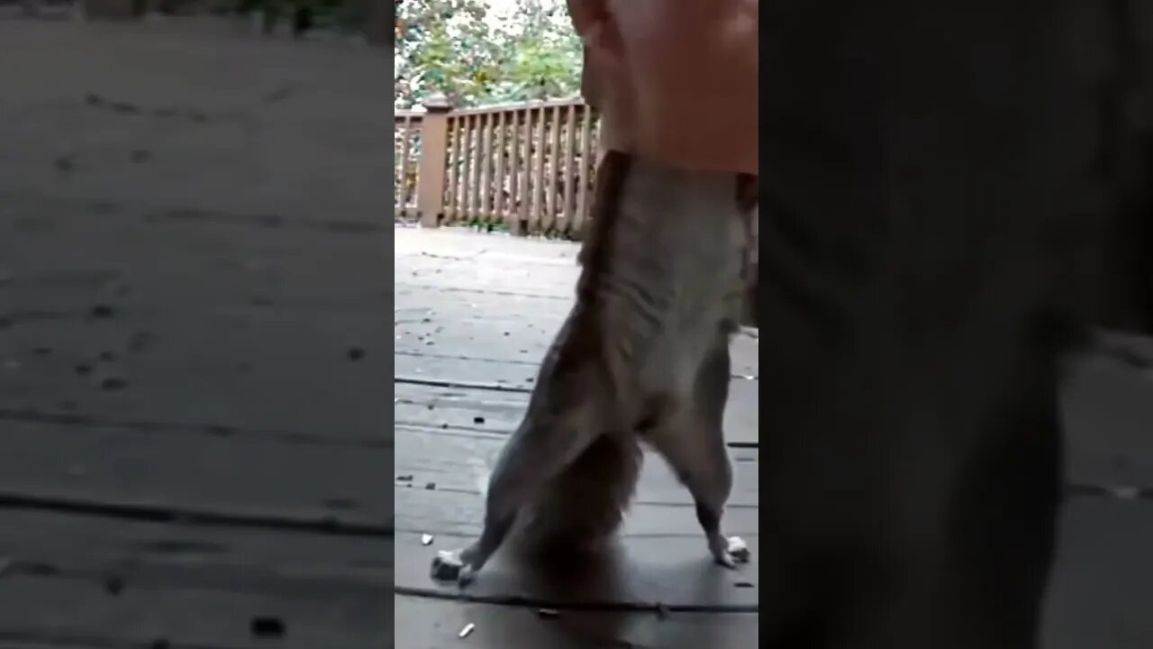 I’ve now seen it all — A Donald Trump squirrel feeder!!! 😂🤣😂🤣 #Funny #Squirrel