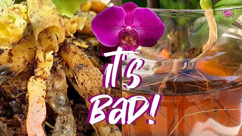 Phalaenopsis dead roots rescue following @daniellesorchidranch1591 #ninjaorchids