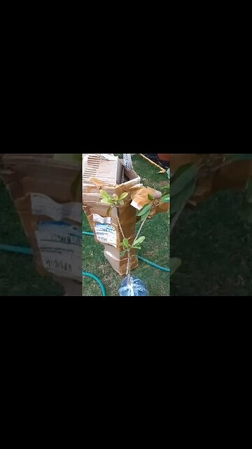 Sapoti com fruta enviado para Araguaí MG muito obrigado meu amigo Humberto