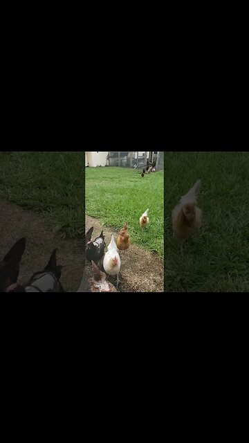 #chickens running