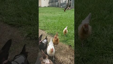 #chickens running