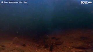 Underwater footage of osprey catching fish
