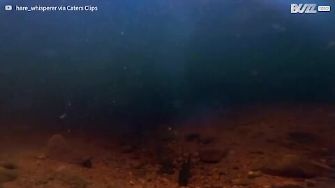 Underwater footage of osprey catching fish
