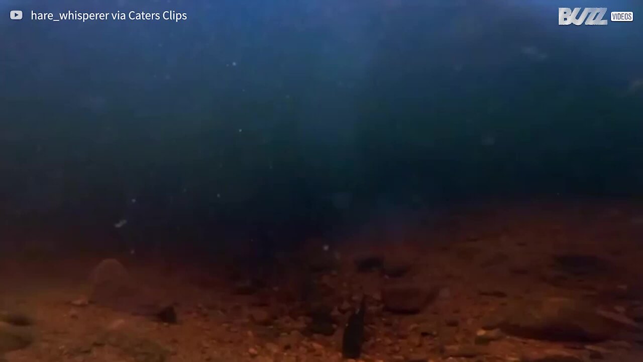 Underwater footage of osprey catching fish