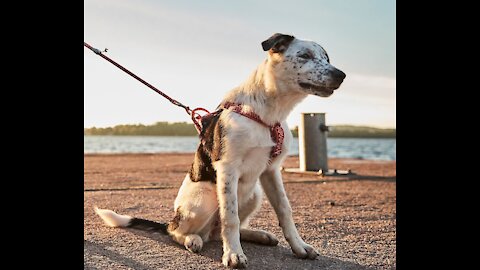 learn how to make any dog to walk nice on the leash | 5 MINUTE DOG TRAINING RESULTS!