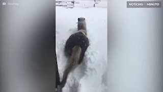 Cavalo se diverte brincando na neve
