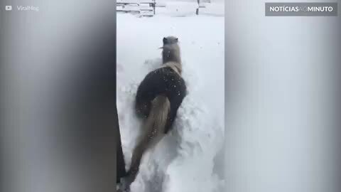 Cavalo se diverte brincando na neve