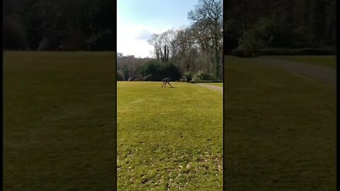 lovely dog is having fun in the park