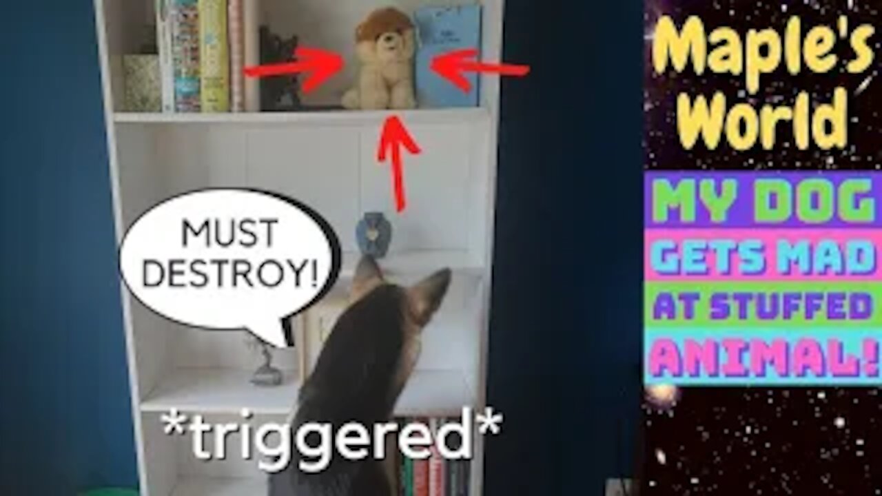 Dog Gets Mad At Stuffed Animal