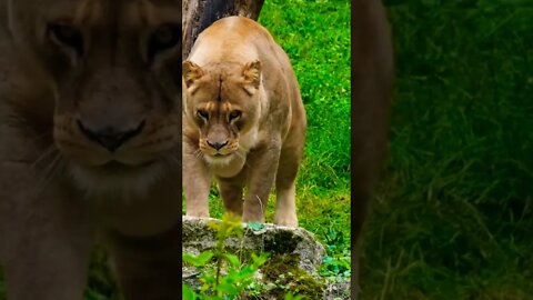 South African Lioness, Big Wild Cats