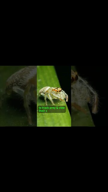 Some Spiders MIGHT Be DREAMING!