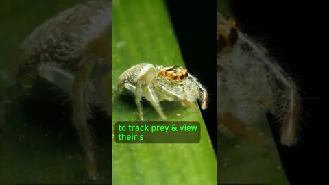 Some Spiders MIGHT Be DREAMING!