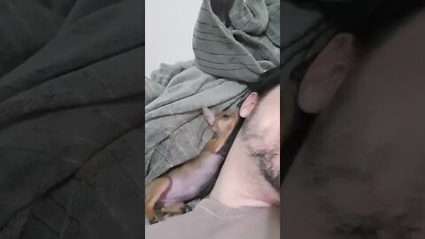 CACHORROS SAO ANJINHOS DE PATAS #shorts