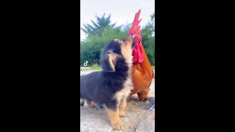 Cute puppy loves going for a ride on a chicken! Wow!
