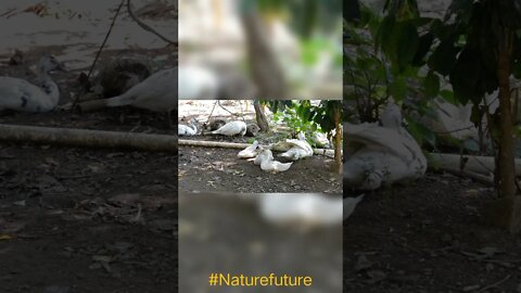 Dock family's eating Sheet | $ Amazon prime |Amazing seen #naturefuture