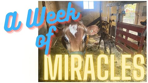 A Week of Miracles
