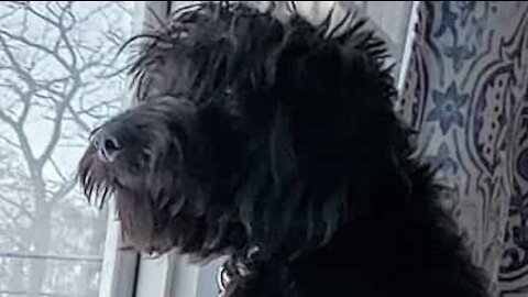 Dog splashes water on dry food