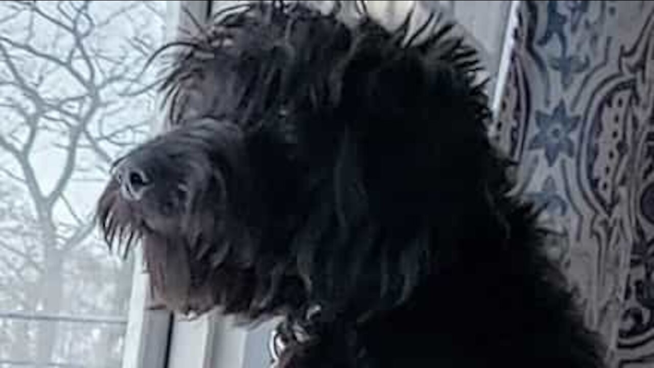 Dog splashes water on dry food