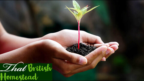 10 seeds to sow this April: Allotment gardening