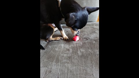 Chihuahua loving radished