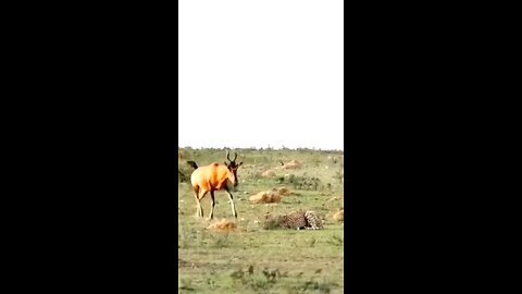 Cheetah Hunts Baby Sable Antelope Front Of Mother
