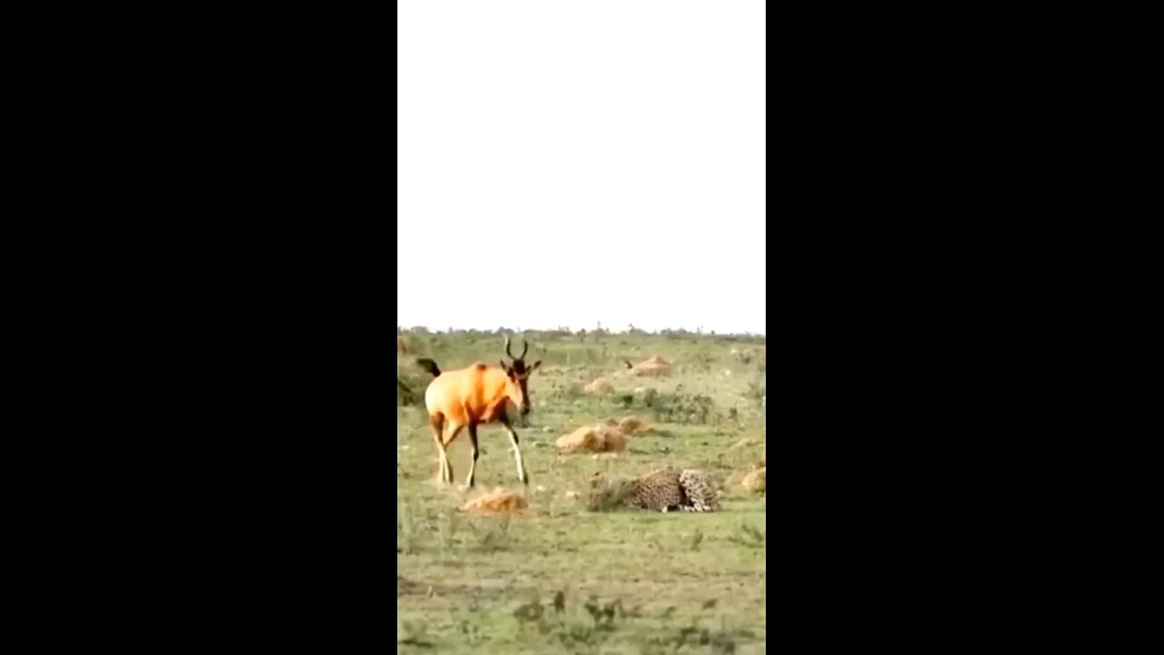 Cheetah Hunts Baby Sable Antelope Front Of Mother