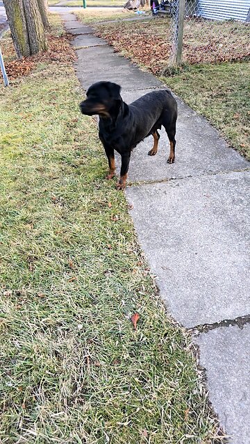 Mom of Litter DUR KENNEL