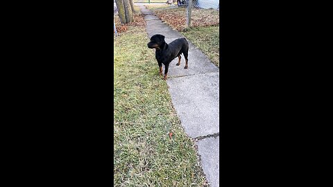 Mom of Litter DUR KENNEL