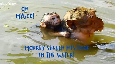 Oh -! My God ! Baby monkey drowning in the water. When mother monkey searching her food in the pond