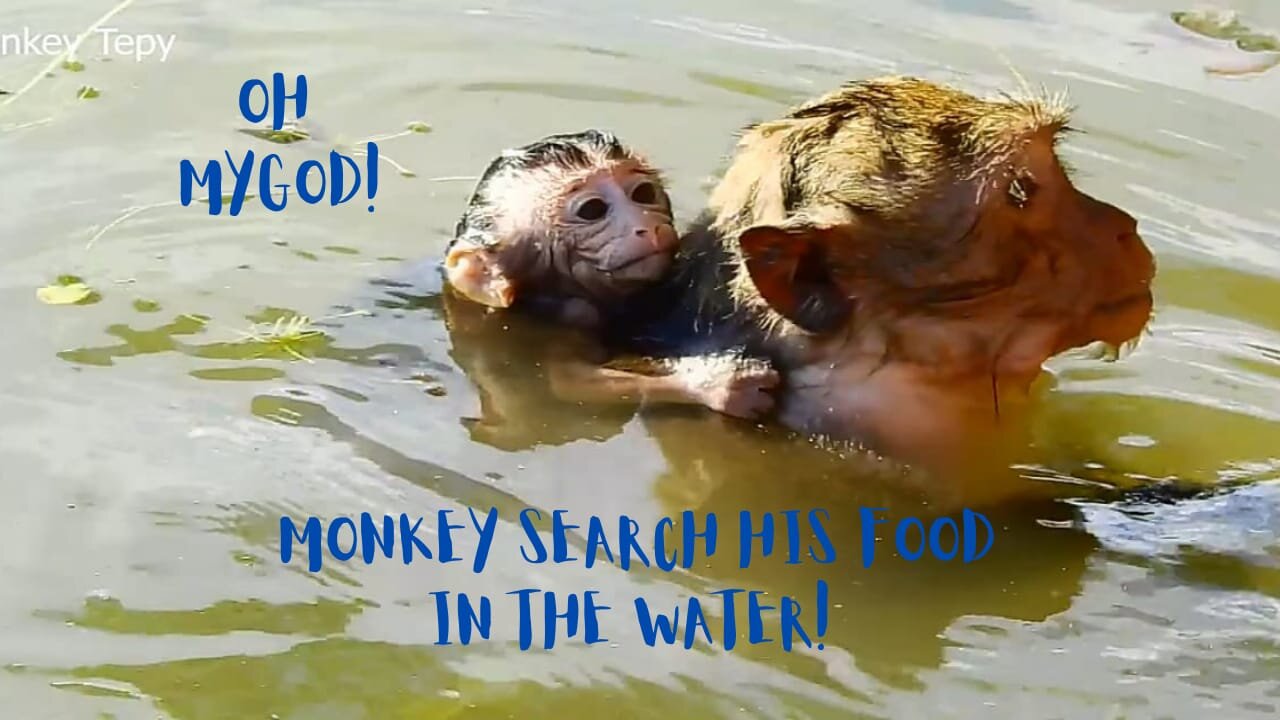 Oh -! My God ! Baby monkey drowning in the water. When mother monkey searching her food in the pond