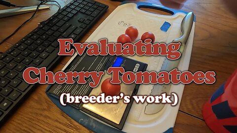 Breeder Evaluation of Cherry Tomatoes
