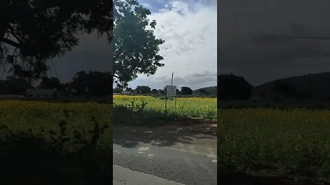 "Sunflower Serenity: A 60-Second Slice of Nature's Beauty",#tourvlog,#SunflowerSerenity #sunflowers
