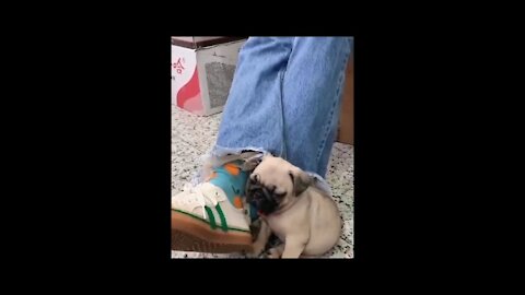 Cute dog sleeping on my legs | Funny Animal Videos | Fun O Fun