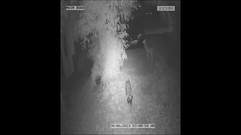 SKUNK V COYOTE