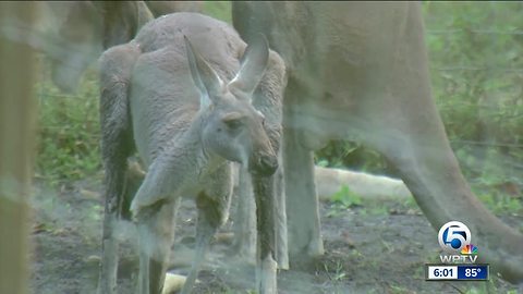 10 citations issued for kangaroo's owner