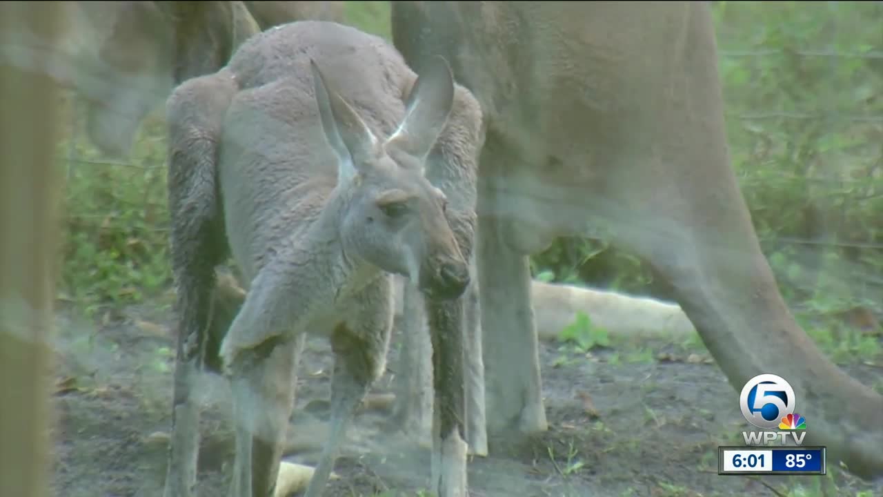 10 citations issued for kangaroo's owner