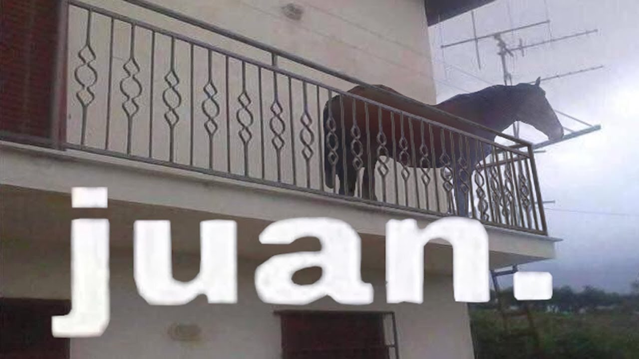 juan the horse