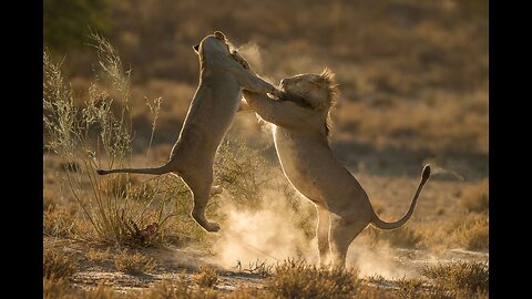 Painful Punishment! Warthog Dominates The Forest When He Bravely Kills Leopard To Protect His Baby