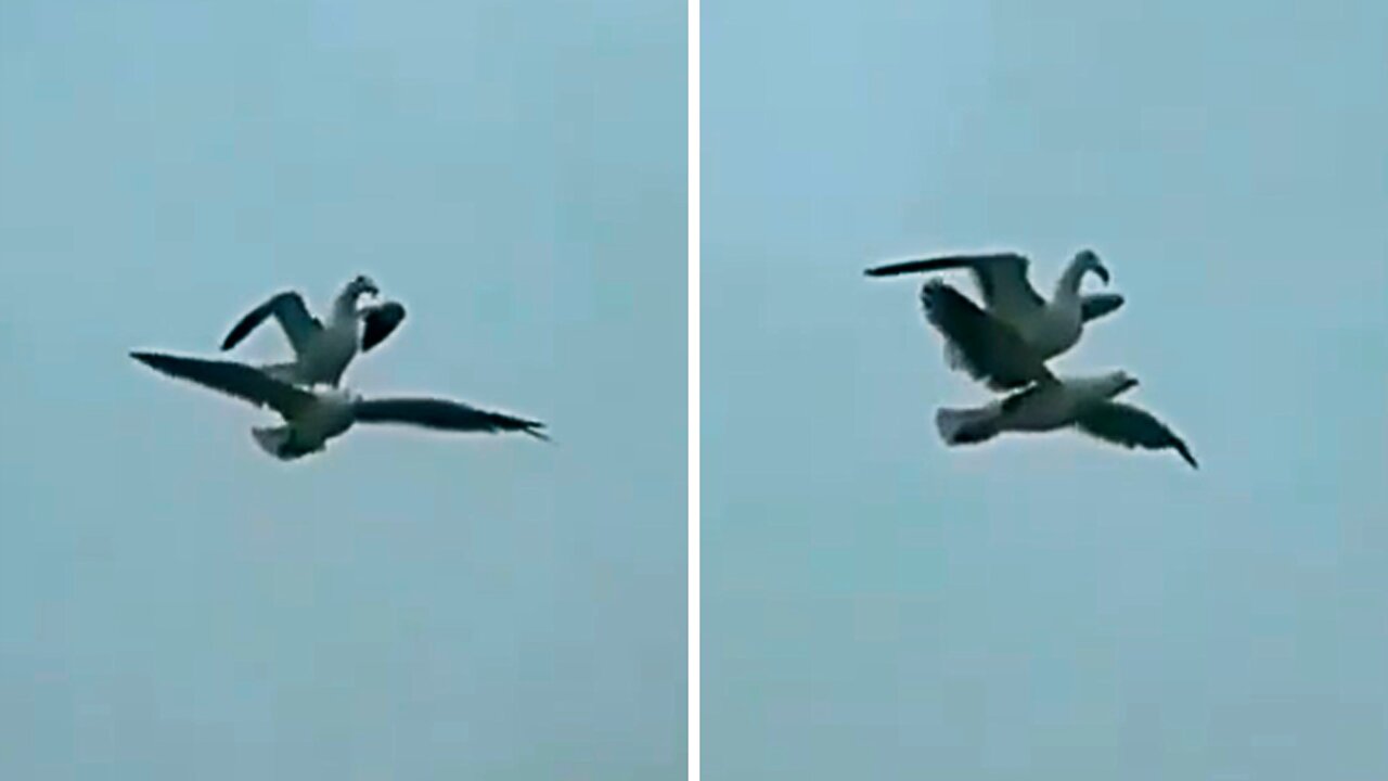 Bird flying hitchhiking, incredible and funny