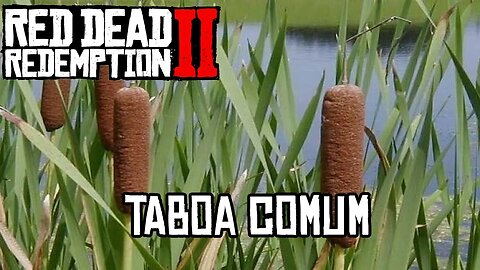 Localização da Taboa Comum RDR2