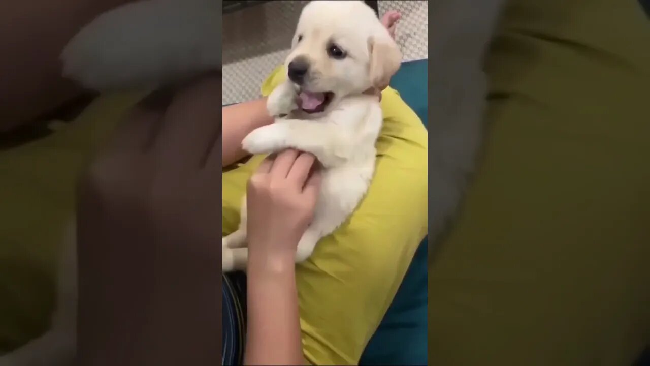 Cute Funny Dog -83