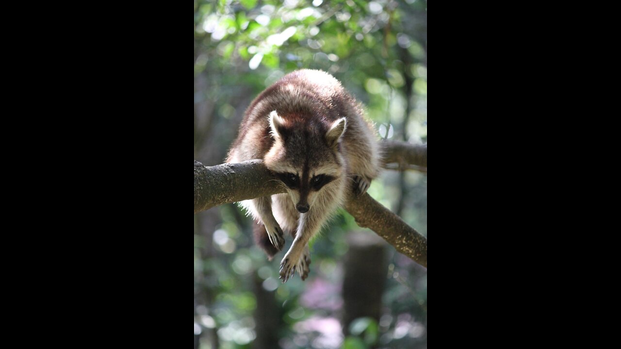 What is a raccoon?