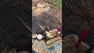 Guinea fowl keets Day 3 - 5 weeks old