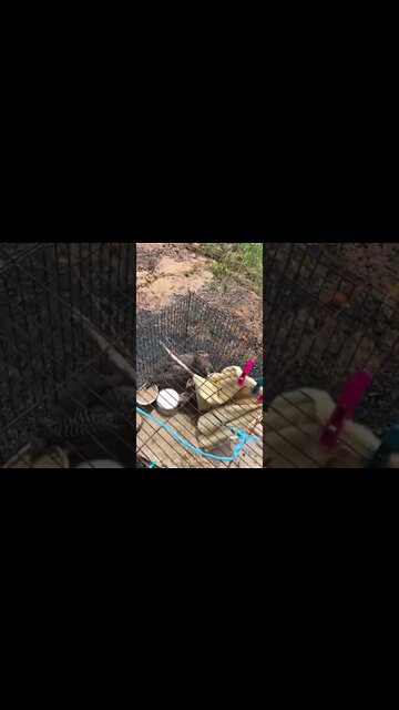 Guinea fowl keets Day 3 - 5 weeks old