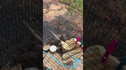 Guinea fowl keets Day 3 - 5 weeks old