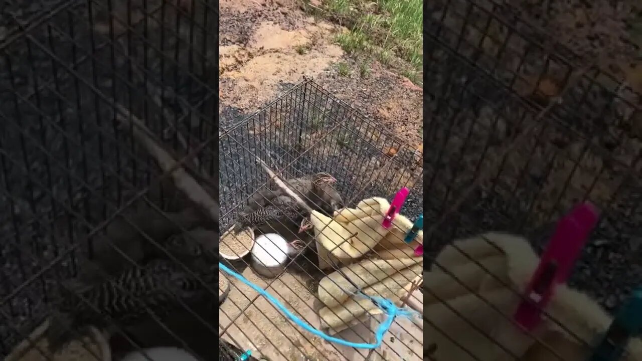 Guinea fowl keets Day 3 - 5 weeks old